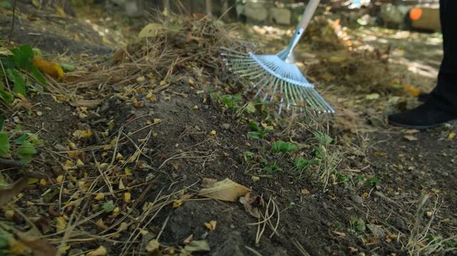 A person uses a metal fan rake to gather fallen leaves and dry grass in a home garden. Cleaning autumn leaves and fallen pine needles.