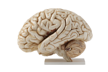 Detailed anatomical model of a human brain, light beige color, showing gyri and sulci