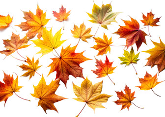 Fototapeta premium A vibrant collection of autumn maple leaves scattered and isolated on a transparent background