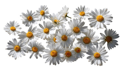 A cluster of white daisies with yellow centers, arranged in a loose, horizontal grouping against a black background. 