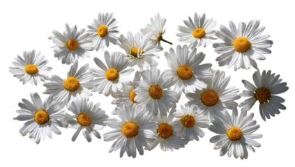 A cluster of white daisies with yellow centers, arranged in a loose, horizontal grouping against a black background. 