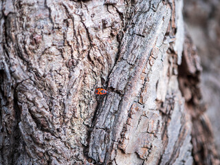 Small firebug on textured tree bark, a quiet detail of nature often overlooked.