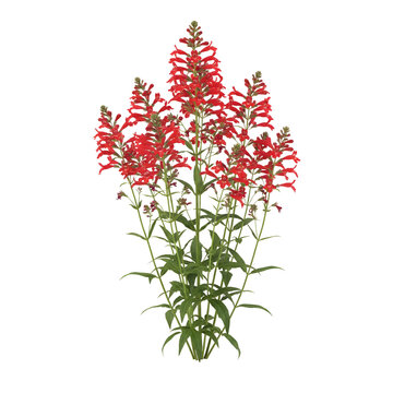 Isolated penstemon barbatus plant, beardlip penstemon with bright-red tubular-shaped flowers	
