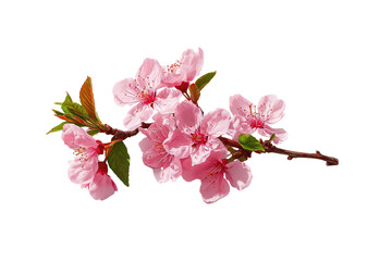 Close-up of a branch with several clusters of delicate, pale pink blossoms.  Small, green leaves are visible