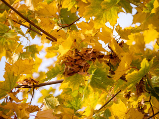 Yellow maple leaves and cluster of maple seeds on a branch in autumn sunlight.