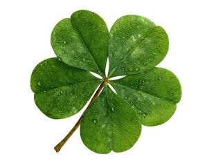 Close-up of a four-leaf clover, vibrant green with water droplets (1)