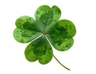 Close-up of a four-leaf clover, vibrant green with mottled patterns