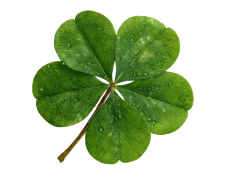 Close-up of a four-leaf clover, vibrant green with water droplets (1)