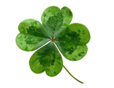 Close-up of a four-leaf clover, vibrant green with mottled patterns