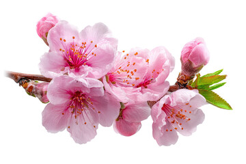 Close-up of delicate pink blossoms on a branch