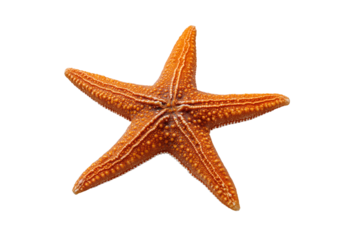 Orange Starfish on White Background isolated on a transparent background