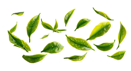 Fresh green tea leaves scattered