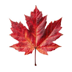 Close-up of a vibrant autumn maple leaf.  Reddish-orange hues, sharply defined edges, and a single leaf against a black background.  Leaf veins are visible
