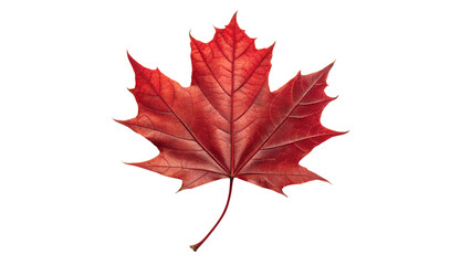 Isolated red maple leaf in autumn is a Canadian symbol of natural beauty and pride	
