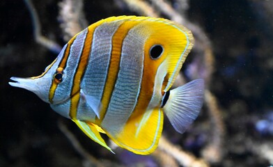 A copperband butterflyfish swimming