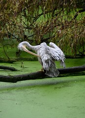 A pelican in a green swamp