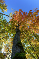Vibrant Golden Maple Tree Canopy Against a Deep Blue Sky