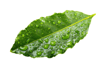 Close-up of a vibrant green leaf, coated in water droplets