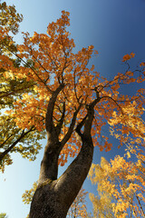 Vibrant Golden Maple Tree Canopy Against a Deep Blue Sky