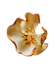 Dehydrated apple slice, centered, detailed view