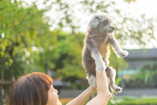 Young woman holding up cute pet in her arms on the grass in the park. Female getting pet therapy. Lady playing with old dog. Adopted, Hugs and kiss, Care, Friendship, Casual style, Happy, Positive.