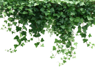 Lush ivy vine cascading downward