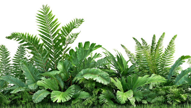 Lush tropical foliage border (1)