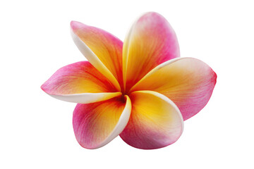 Close-up of a vibrant plumeria flower.  Its petals, a gradient of pale yellow, vibrant pink, and creamy white, are beautifully arranged in a symmetrical, starburst pattern. 
