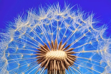 Naklejka premium dandelion seeds on blue background 