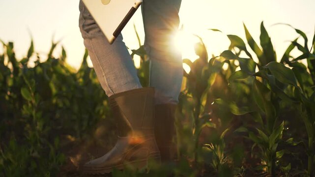 Walking through corn field at sunset the farmer carries a tablet wearing mud boot and rubber boot stepping on rich soil past tall crop under warm sunlight hinting harvest in open countryside
