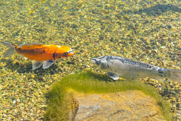 Bright orange and white Koi fish facing a mottled grey and black Koi fish, swimming over a submerged mossy rock and multicolored gravel bed in clear, shallow water