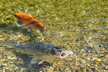 Bright orange and white Koi fish facing a mottled grey and black Koi fish, swimming over a submerged mossy rock and multicolored gravel bed in clear, shallow water