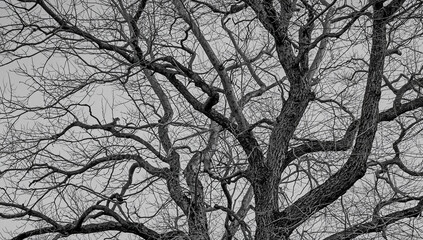 Obraz premium Intricate bare branches against a dramatic monochrome sky