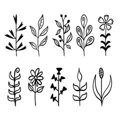 Hand Drawn Botanical Flower and Leaf Vector Set