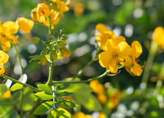 Vibrant, sunlit close-up photo of bright yellow flowering Senna blossoms and buds against a lush, softly blurred green foliage background, highlighting the natural color contrast