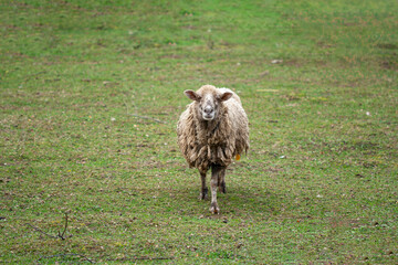 A shaggy sheep (Ovis aries) stands center-framed in a dull green pasture on a cloudy day