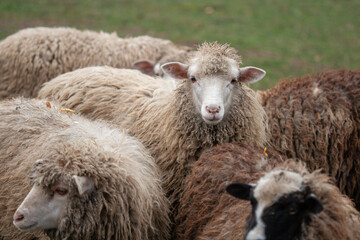A tight group of shaggy sheep (Ovis aries) is captured in a close-up on a cloudy day, showing various wool textures.