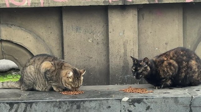 Two street cats eating on a concrete ledge with graffiti in the background. One cat is tabby, the other tortoiseshell, creating a candid urban scene of stray animals amidst city life and textures