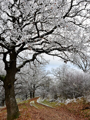 Obraz premium Winter landscape in the oak grove with snow and hoarfrost. Low temperatures.