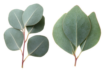 Close-up of two bunches of eucalyptus leaves against a black background.  Each cluster displays light-gray-green foliage with distinct leaf shapes and stems