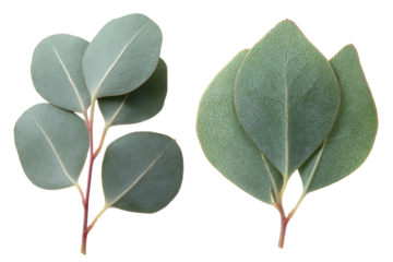 Close-up of two bunches of eucalyptus leaves against a black background.  Each cluster displays light-gray-green foliage with distinct leaf shapes and stems