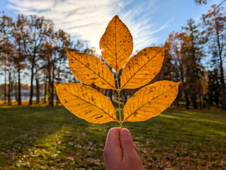 Autumn yellow leaf in hand