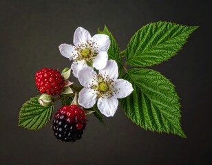 Fresh raspberry blossoms and berries, close-up