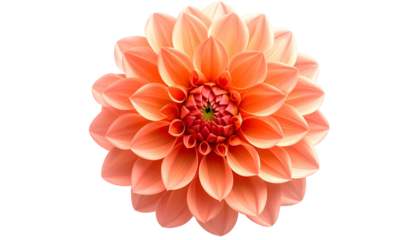 A vibrant, fully bloomed flower with overlapping petals, featuring shades of peach and red