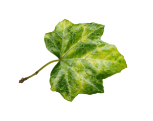 Close-up of a variegated ivy leaf, exhibiting a mix of lime-green and vibrant green patterns.  Veins prominent.  Isolated on a black background.  Slight stem visible