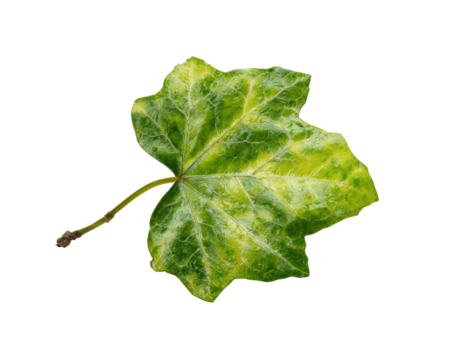 Close-up of a variegated ivy leaf, exhibiting a mix of lime-green and vibrant green patterns.  Veins prominent.  Isolated on a black background.  Slight stem visible