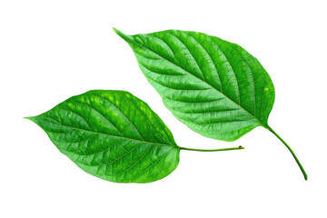 Obraz premium Two vibrant green leaves, slightly overlapping, displaying intricate vein patterns. Close-up, isolated against a black background