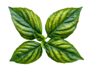 Four vibrant green leaves arranged symmetrically, forming a starburst pattern.  Detailed veins and color variations are visible.  Isolated on black background