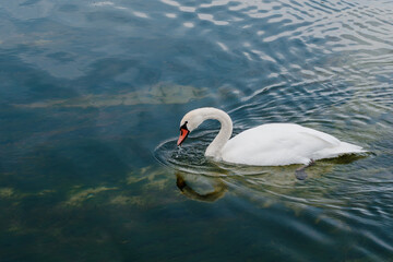 White Swan Swimming In Clear Blue Water