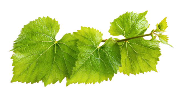 Close-up of vibrant green grape leaves on a stem